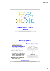 PROTEASI Proteasi (peptidasi)