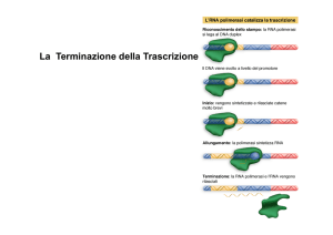 terminazione