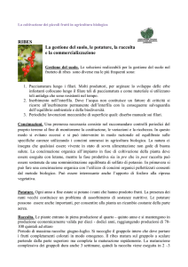 RIBES La gestione del suolo, le potature, la