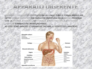 Diapositiva 1 - Istituto comprensivo di Albiate e Triuggio