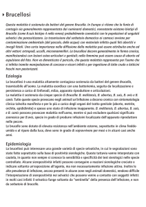 Brucellosi - Caccia Zoldo