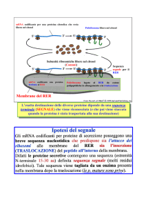 Membrane del RER - Pasquale CLARIZIO