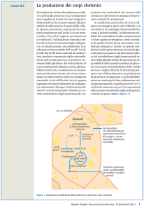 La produzione dei corpi chetonici