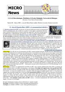 Il virus di Epstein-Barr (EBV) - Policlinico S.Orsola