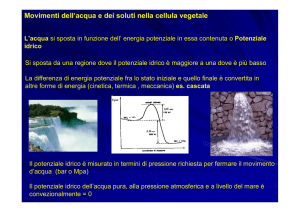 Vacuolo e Osmosi