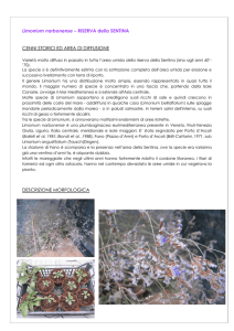 Limonium narbonense – RISERVA della SENTINA CENNI