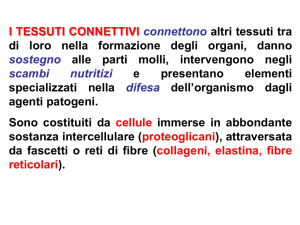 I TESSUTI CONNETTIVI connettono altri tessuti tra di