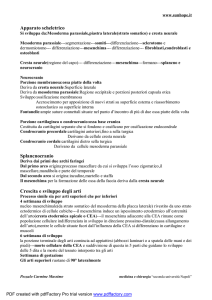 Apparato scheletrico