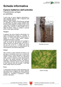 Cancro batterico dell`actinidia