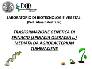 trasformazione genetica di cellule di mesofillo fogliare di spinacio