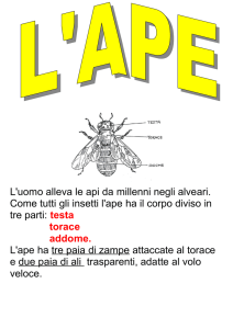 L`uomo alleva le api da millenni negli alveari. Come tutti gli insetti l