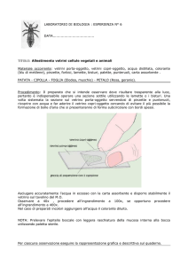 Allestimento vetrini cellule vegetal