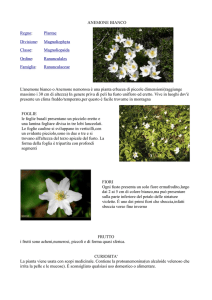 Anemone bianco
