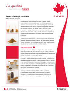I semi di senape canadesi