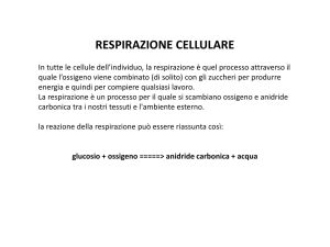 2.50 respirazione cellulare