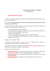 Fotosintesi, fermentazione e respirazione cellulare