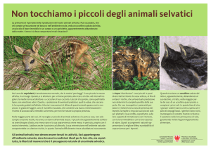 Non tocchiamo i piccoli degli animali selvatici