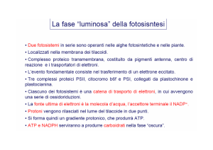 ciclo di Calvin