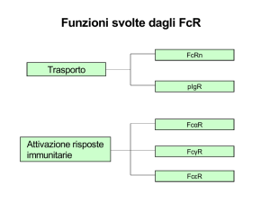 FcRn