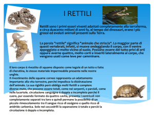 rettile