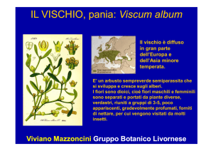 IL VISCHIO, pania: Viscum album IL VISCHIO, pania: Viscum album