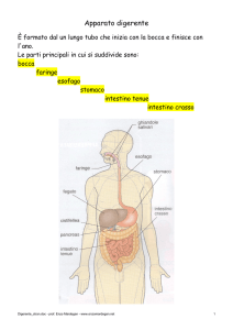 L`apparato digerente è formato dal un lungo tubo che inizia con la