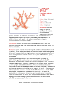 CORALLO ROSSO