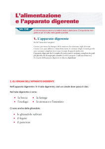 2. GLI ORGANI DELL`APPARATO DIGERENTE Nell`apparato