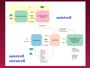 7. Introduzione al metabolismo File - e
