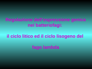 Nessun titolo diapositiva