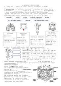l`apparato escretore