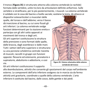 49 - Il tronco (Figura 35) è strutturato attorno alla colonna vertebrale