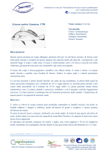 Sciaena umbra Linnaeus, 1758 - Distretto Tecnologico Agrobiopesca
