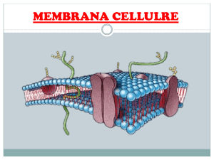 Membrana Cellulare: Struttura, Funzioni e Trasporto