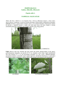 PIOPPO BIANCO Gattice, Alberello, Alberaccio Populus alba L
