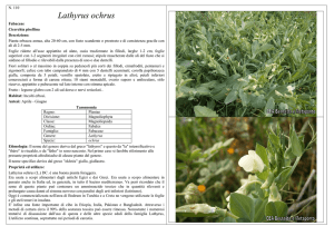 Lathyrus ochrus - CEA Bernalda e Metaponto