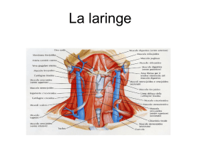 La laringe