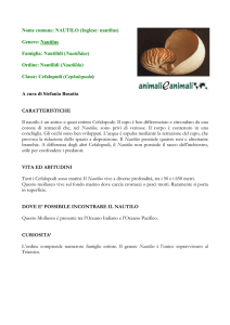 NAUTILO - Animali e Animali