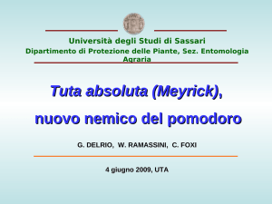 Tuta absoluta (Meyrick), nuovo nemico del pomodoro