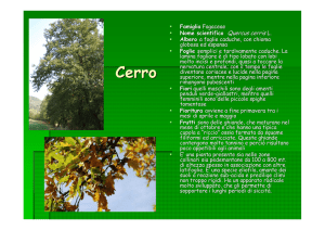 Cerro - Provincia di Alessandria