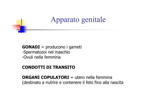 Apparato genitale maschile