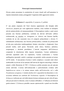 Fitoterapici immunostimolanti Diverse piante presentano la