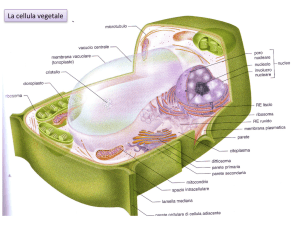 La cellula vegetale: struttura e parete cellulare