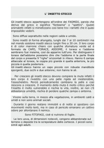 insetto stecco