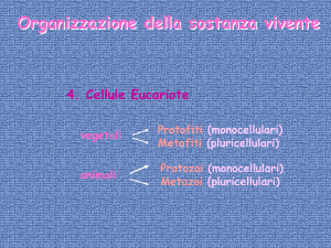 3 CELLULA EUCARIOTE - NUCLEO NUCLEOLO File
