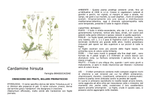 Cardamine hirsuta