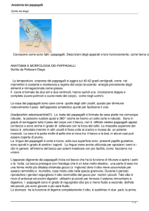 Anatomia dei pappagalli