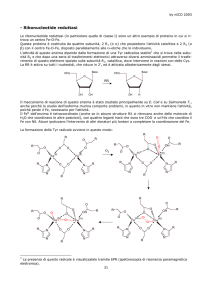 - Ribonucleotide reduttasi