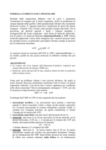 ENERGIA LAVORO E FATICA MUSCOLARE Parlando della