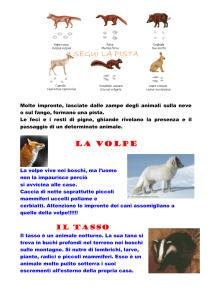 SEGUI LA PISTA: le tracce di alcuni animali
